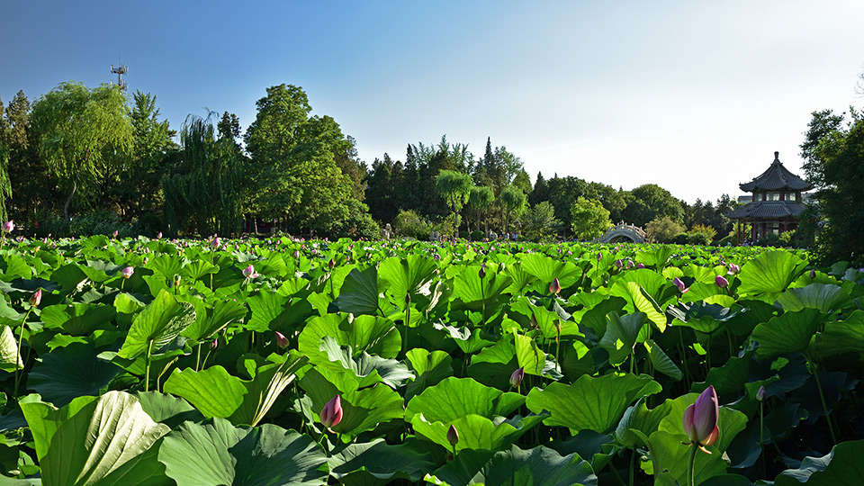A scenic view of Baoding Ancient Lotus Pond