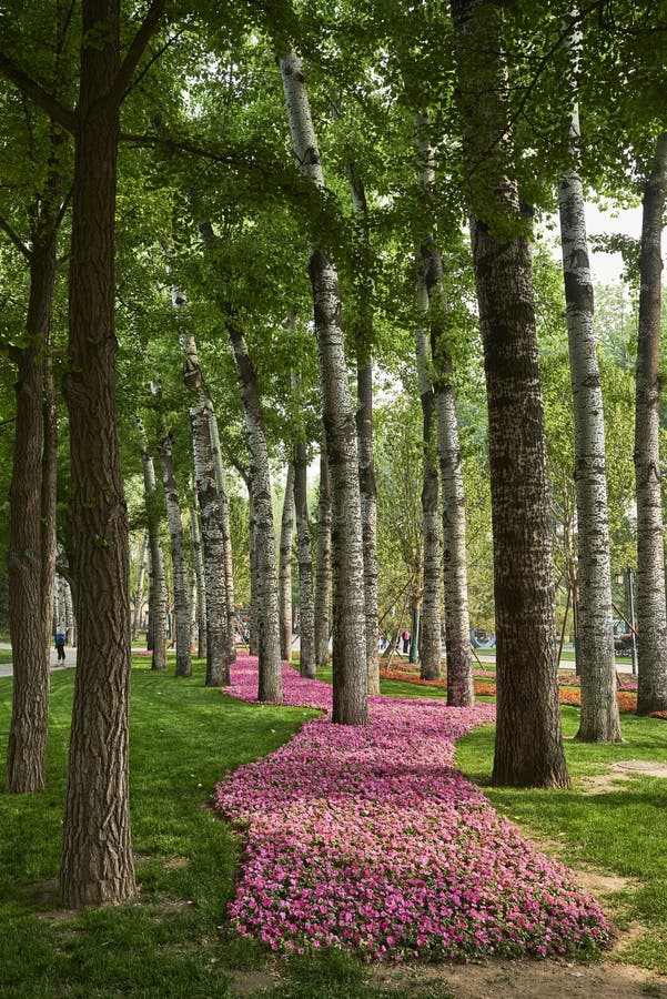 A scenic view of Beijing Chaoyang Ritan