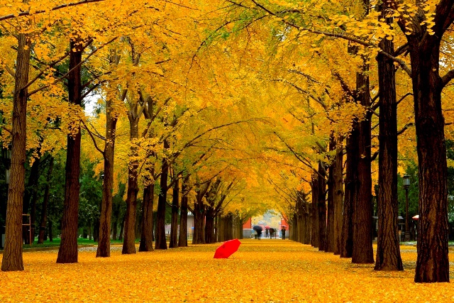 A scenic view of Beijing Dongcheng Ditan