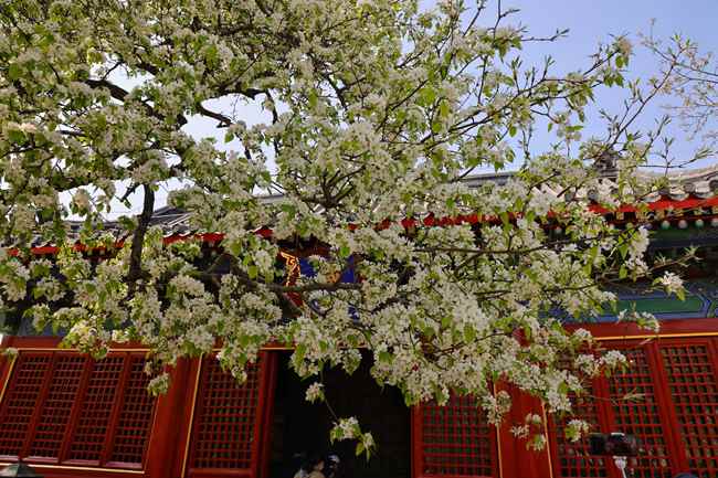 A scenic view of Beijing Dongcheng Zhihuasi