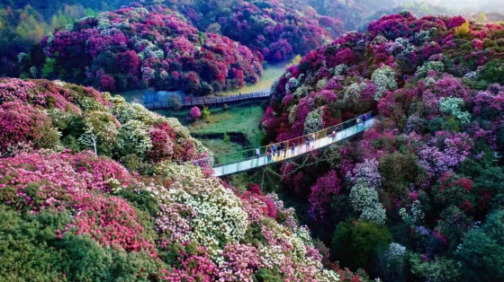 A scenic view of Bijie Shexiang Mu