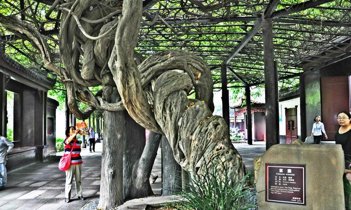 A scenic view of Chengdu Yangsheng An Ci Ji Guihu