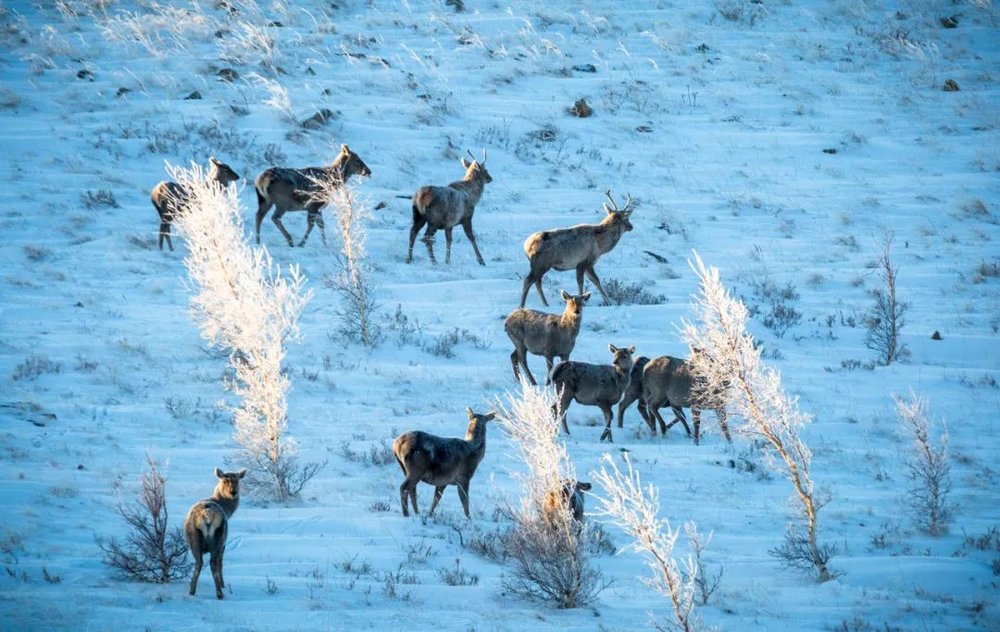 A scenic view of Chifeng Keshiketengyanhuaqun