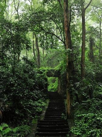 A scenic view of Chongqing Linyuan