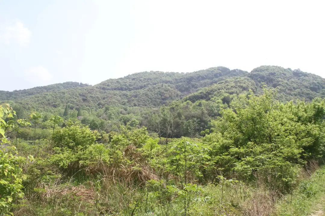A scenic view of Hangzhou Maowanli Yaozhi