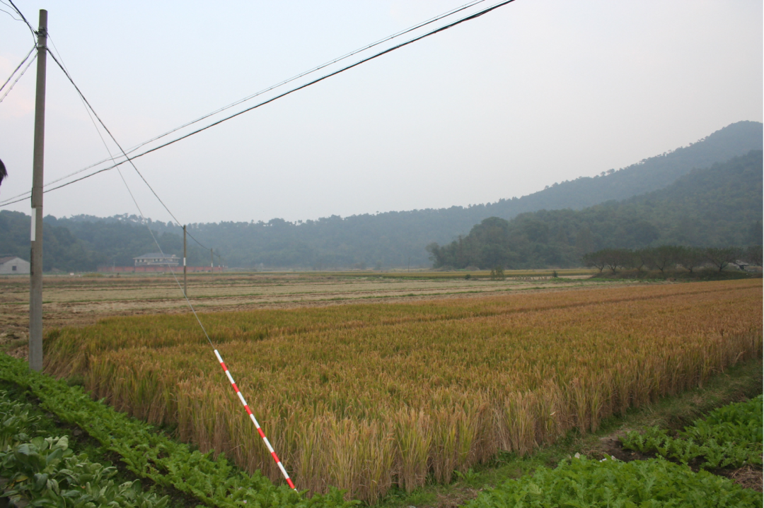 A scenic view of Hangzhou Maowanli Yaozhi