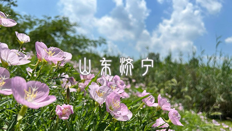 A scenic view of Jining Mengmu Lin Muqun