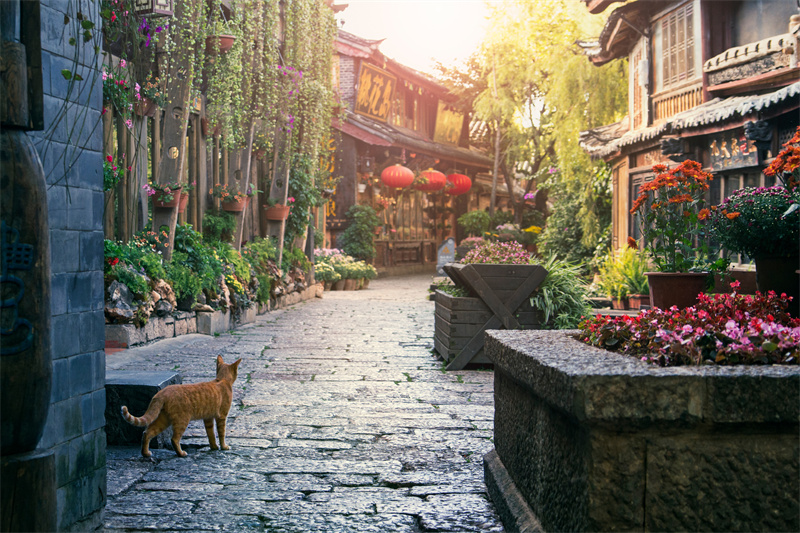 A scenic view of Lijiang Qina Gujianzhuqun