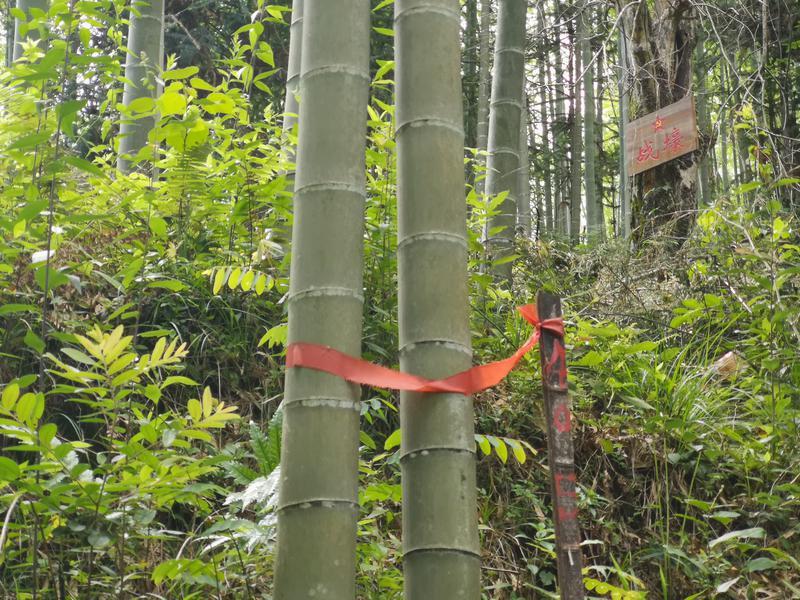 A scenic view of Nanping Zhangshantou Hongjun Muqun
