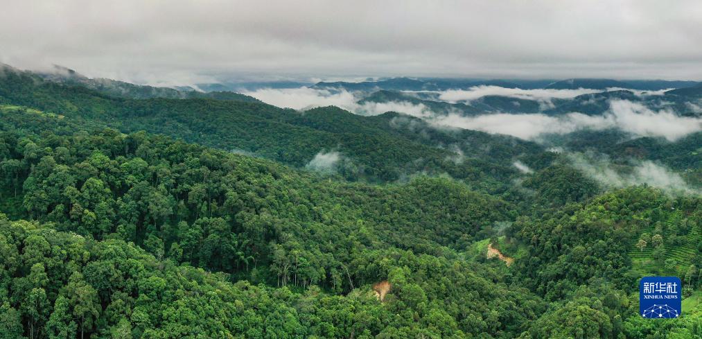 A scenic view of Puer Jingmai Guchayuan