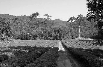 A scenic view of Shaoxing Songliuling