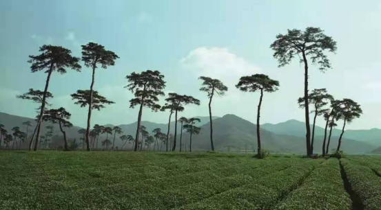 A scenic view of Shaoxing Songliuling