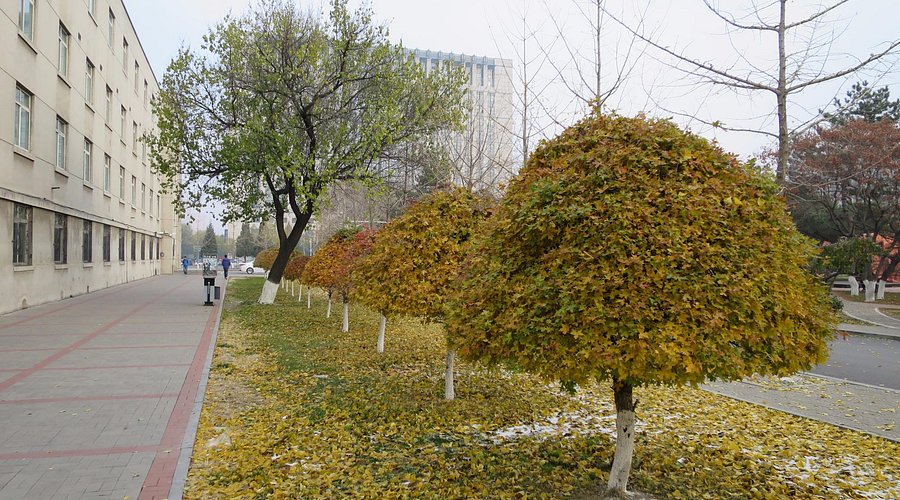 A scenic view of Shenyang Dongbei Daxue Jiuzhi