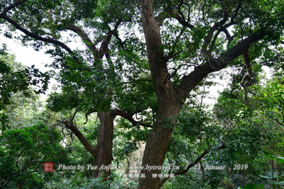 A scenic view of Shuangyashan Yanwodao Chengzhi