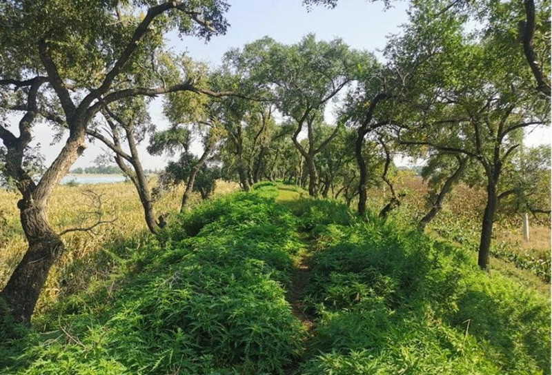 A scenic view of Siping Qinjiatun Chengzhi