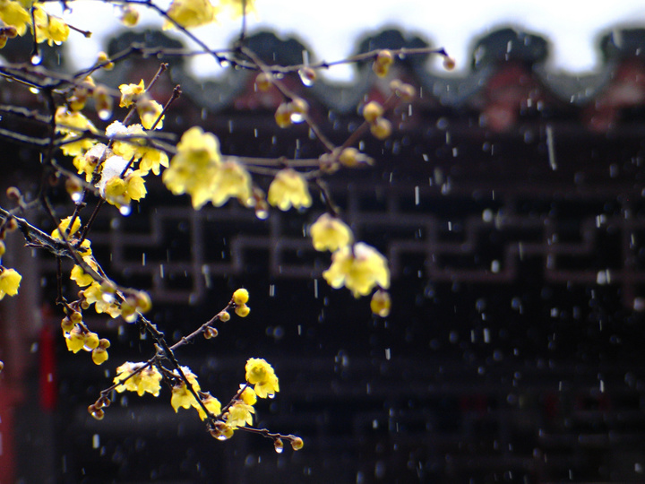 A scenic view of Suzhou Liuyuan