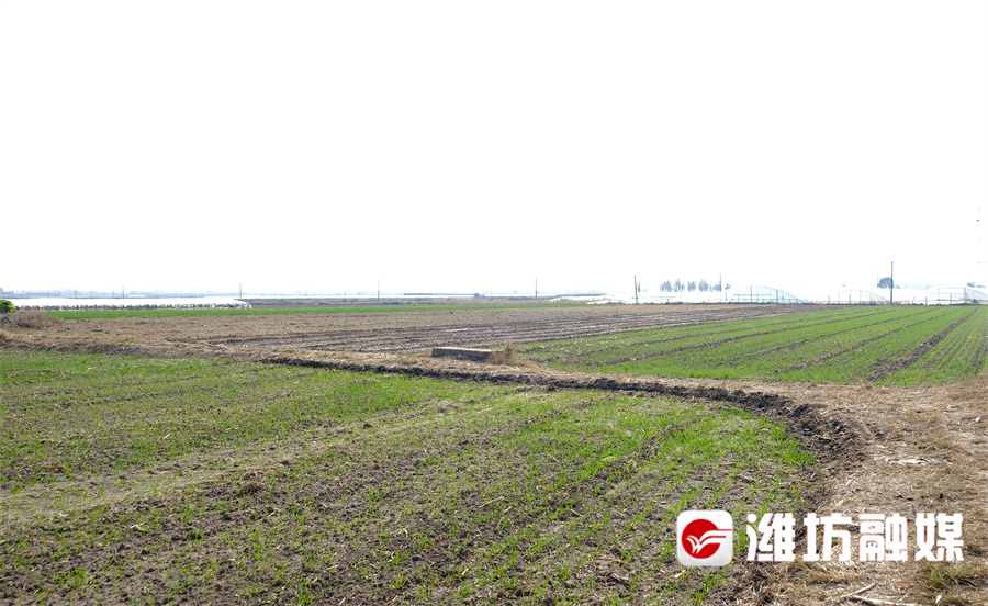 A scenic view of Weifang Gaomi Gucheng Yizhi