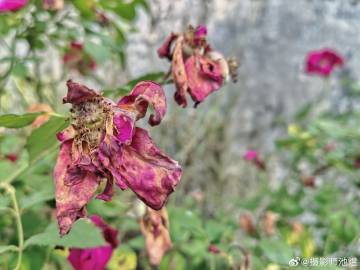 A scenic view of Wenzhou Caowanshan Yizhi