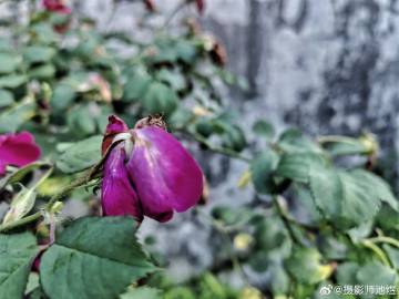 A scenic view of Wenzhou Caowanshan Yizhi