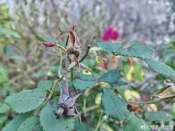 A scenic view of Wenzhou Caowanshan Yizhi