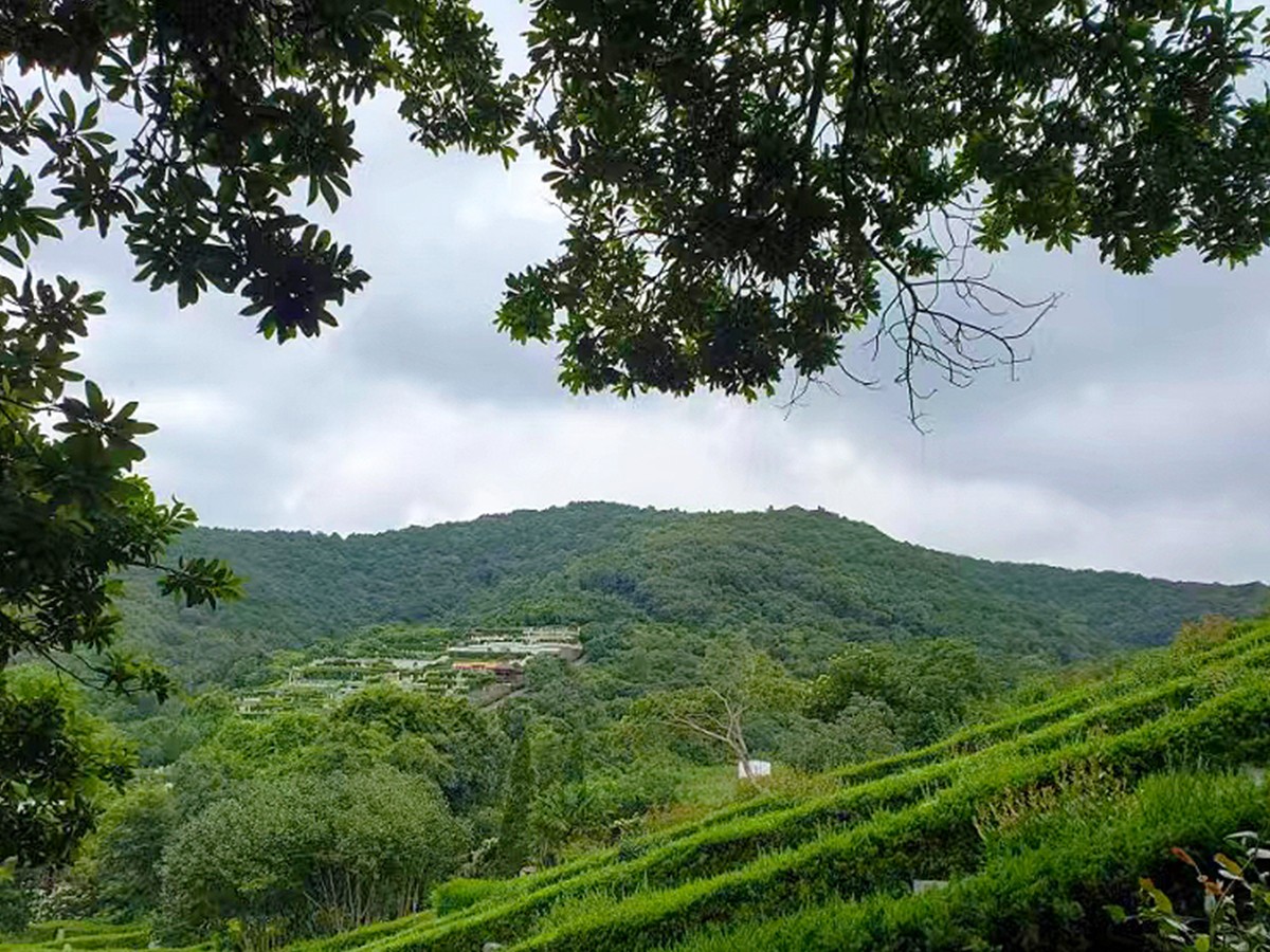 A scenic view of Wuxi Hongshan Muqun