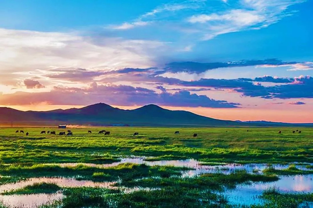 A scenic view of Xilingol Zhenzishangumuqun