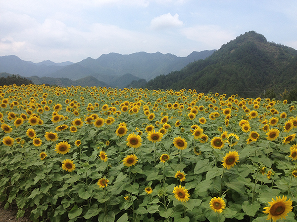 A scenic view of Xuancheng Jixi Wenmiao