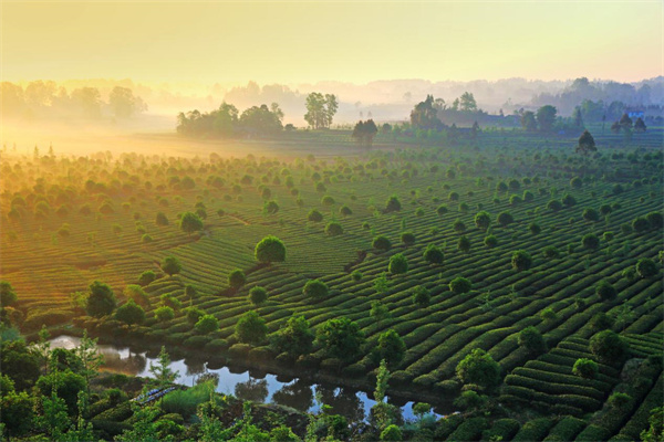 A scenic view of Yaan Qingdai Gongxing Chahao Jiuzhi