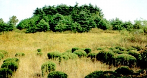 A scenic view of Yangzhou Miaoshan Hanmu