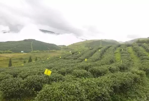 A scenic view of Yiyang Qujiang Chayuan
