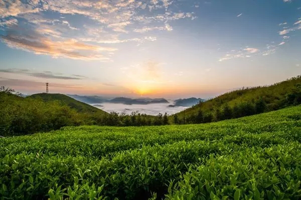 A scenic view of Yiyang Qujiang Chayuan