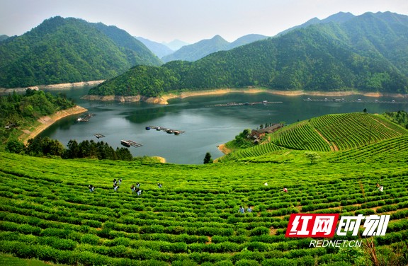 A scenic view of Yiyang Qujiang Chayuan