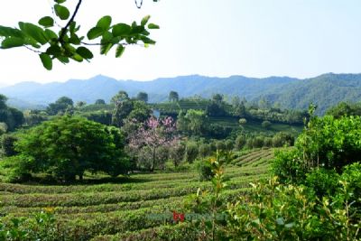 A scenic view of Yiyang Qujiang Chayuan