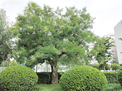 A scenic view of Zhengzhou Jibochengyizhi