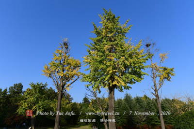 A scenic view of Zunyi Wuchuan Daping Muqun